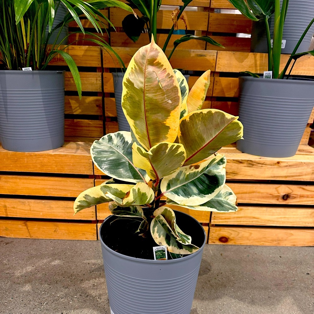 Meet your Posher, Cné